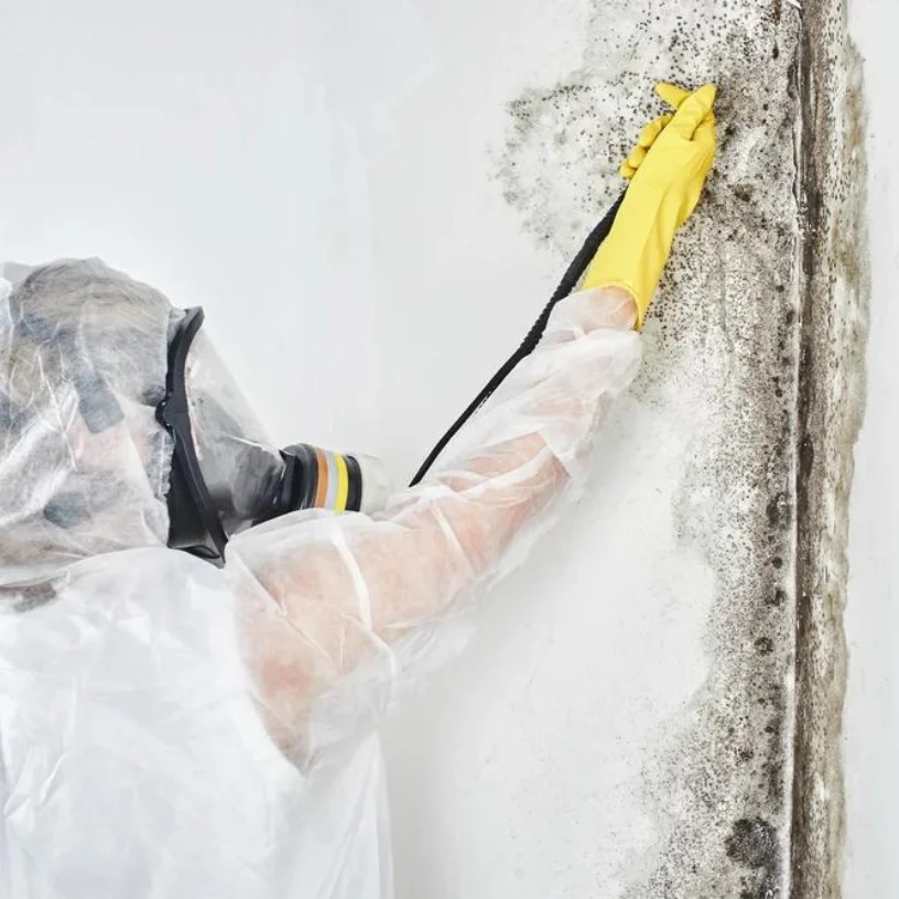 mold-removal-service-houston