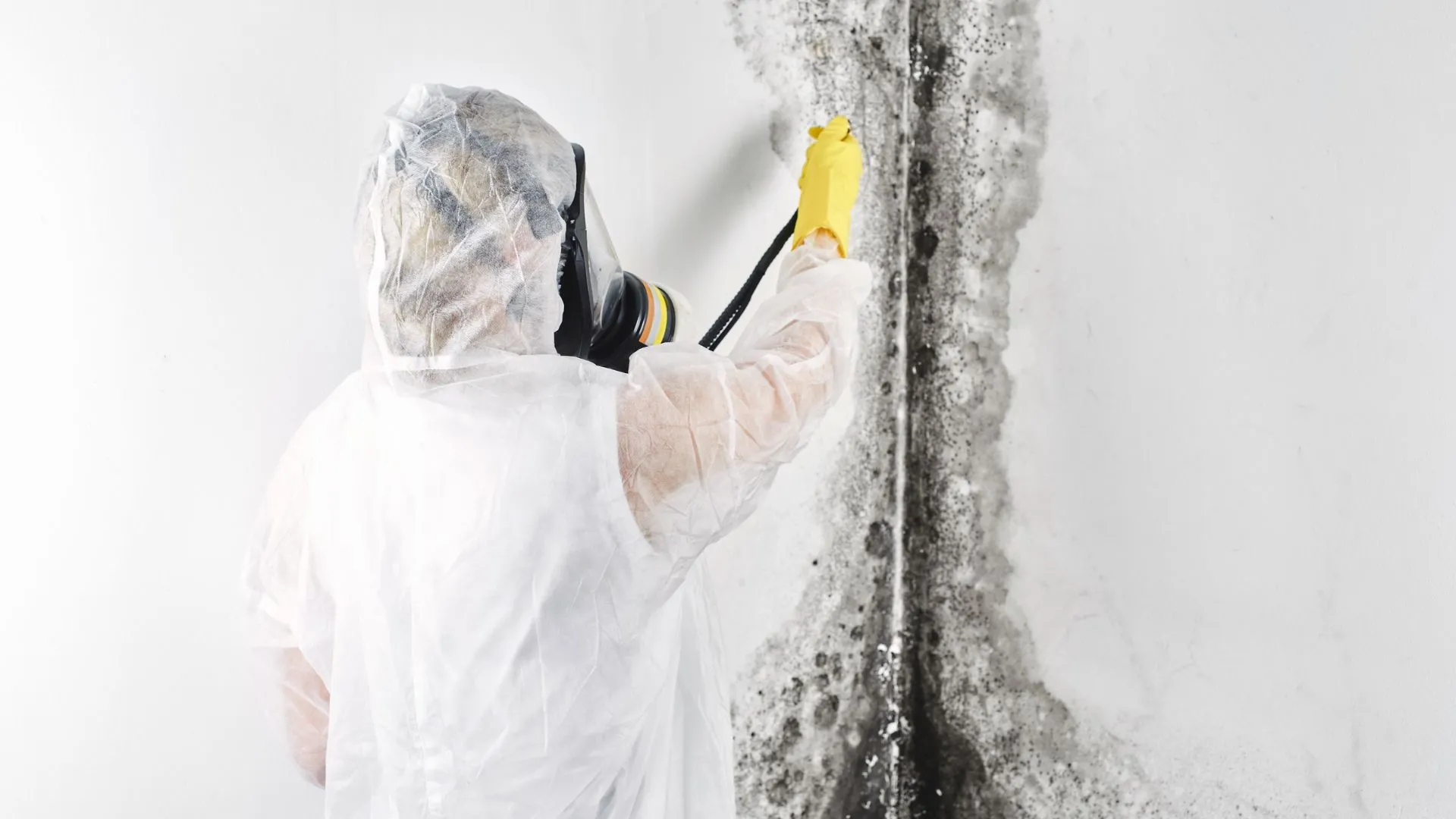 Mold removal